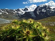 146 Cardo Spinosissimo con Monti Pasquale e Cevedale